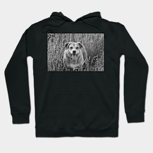 Happy Dog in Field Hoodie